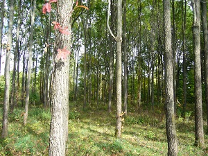 Conduite d'une foret